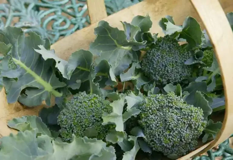 Calabrese Broccoli